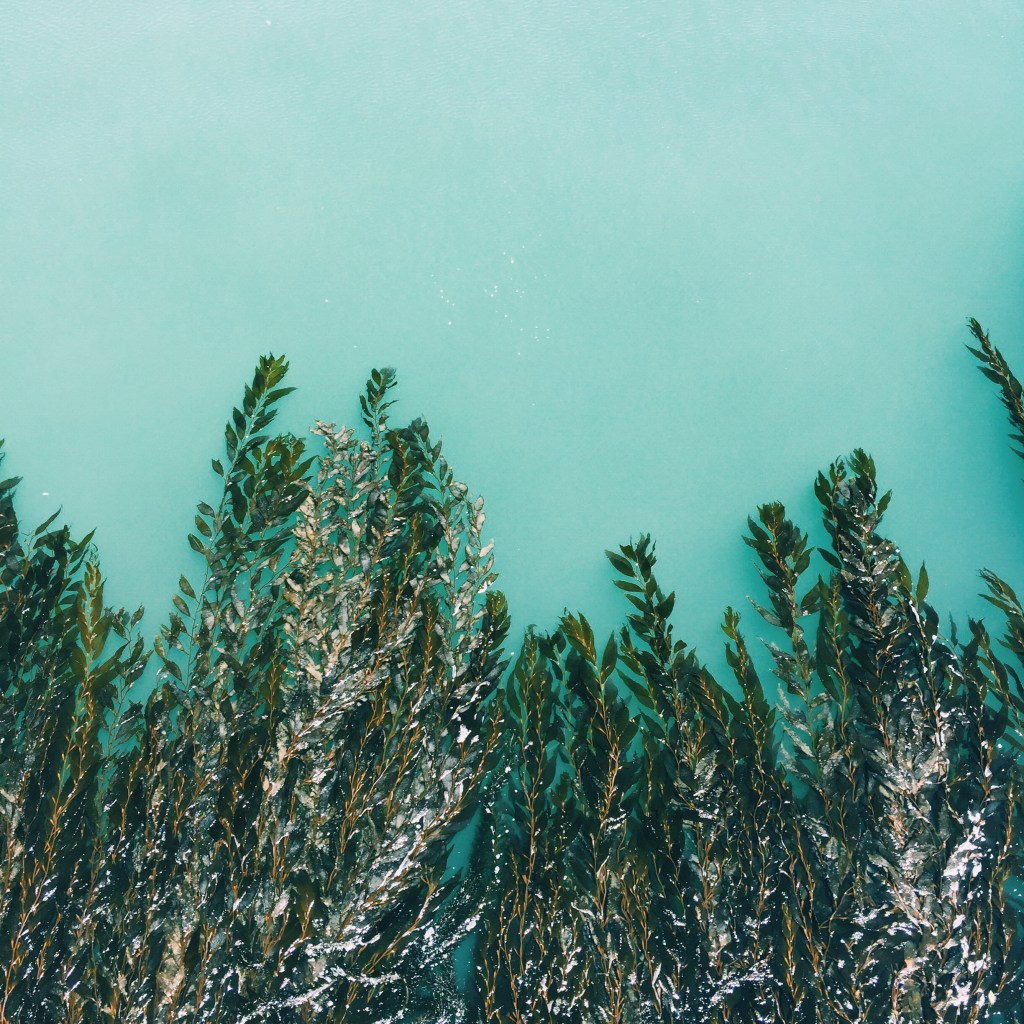 SAN SIMEON  Wind and wave cleve in ear Near patchwork hills crowned with rust While tethered in the turquoise Sway trees we've yet to murder 