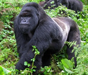 gorilla_01