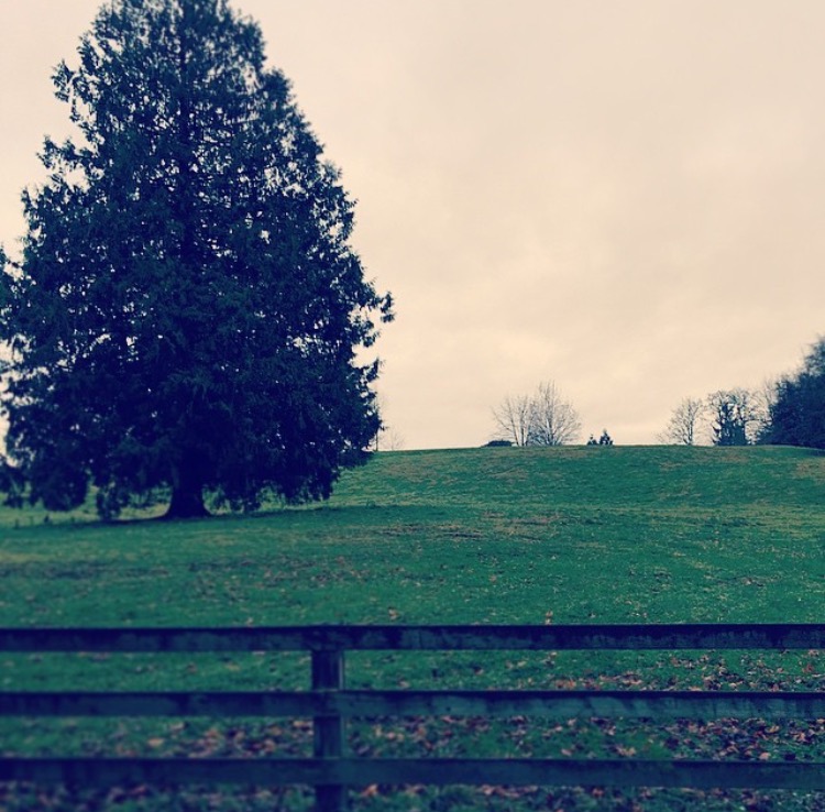 Nine (Psalm 27, Isaiah 4.2-6, Acts 11.1-18) Living lands are long promised   To branches bruised and banished.   And many more, blanketed in grace,  Will find themselves re-grafted.